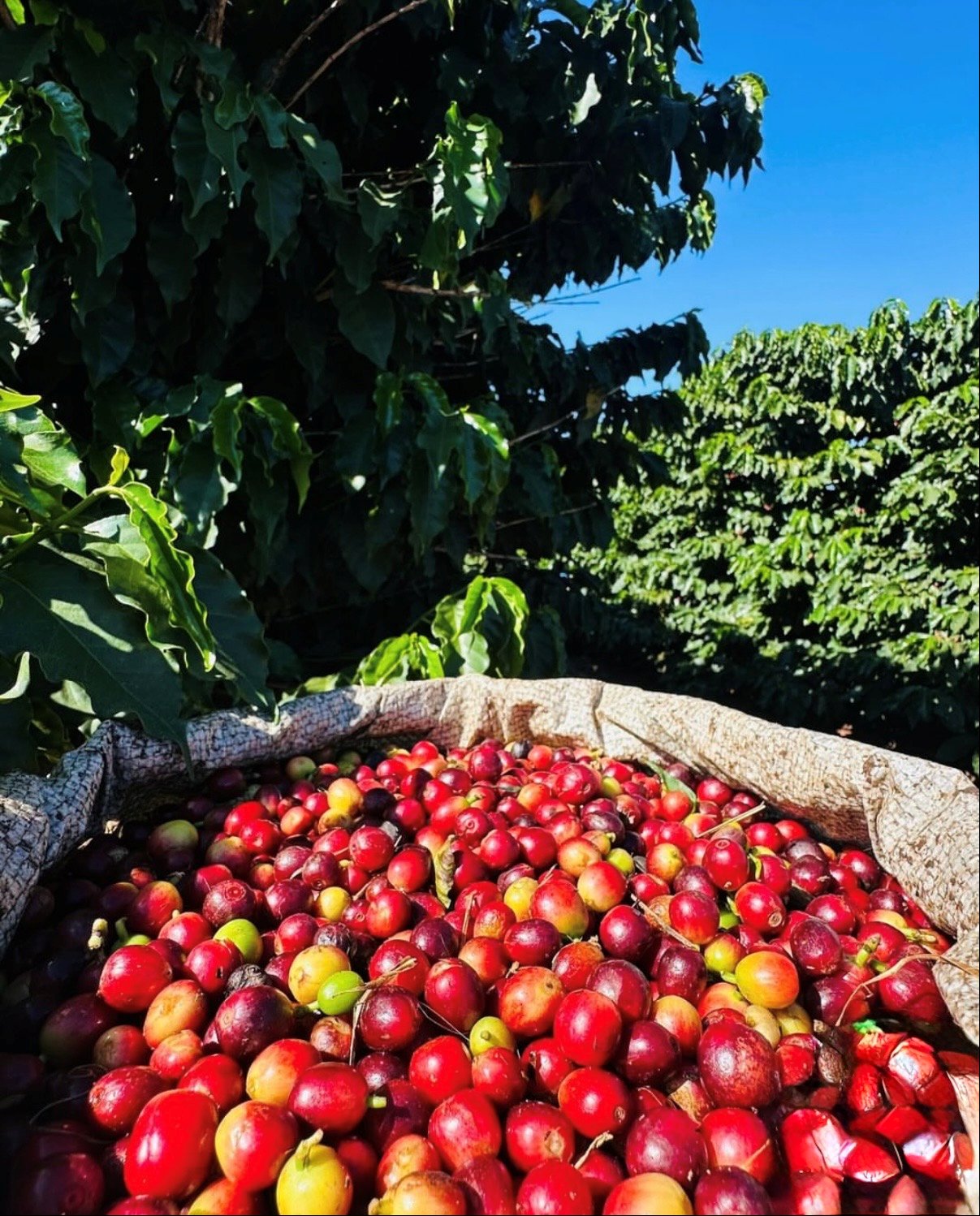 Cereja de café colhida na Alta Mogiana